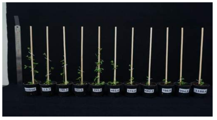 Effect of proton beam irradiation on the plant growth of Arabidopsis (36 days past irradiation)