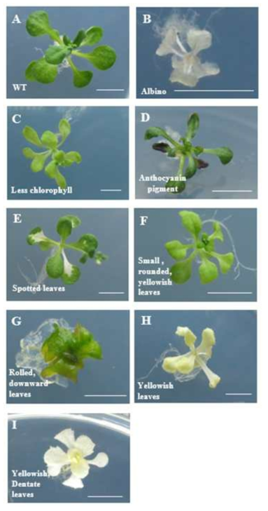 Mutants in M₂ populations developed from gamma-irradiation. Images were taken on plates 22 days after sowing. Scale bars are 0.5 cm