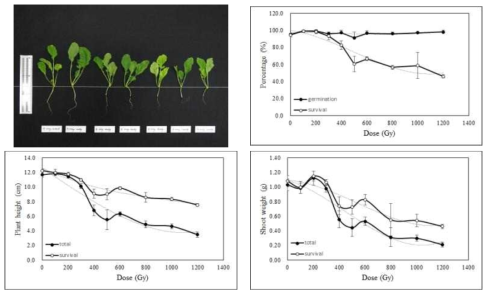 Radio-sensitivity of radish to gamma-rays