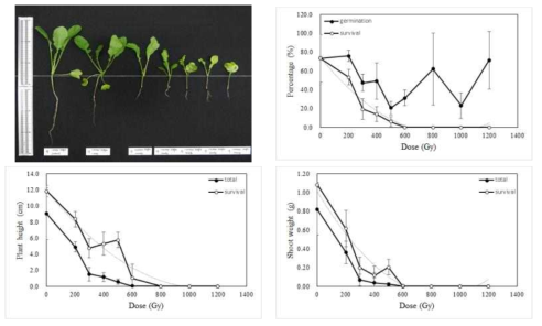 Radio-sensitivity of radish to 100MeV proton ions