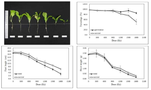 Radio-sensitivity of Chinese cabbage to gamma-rays