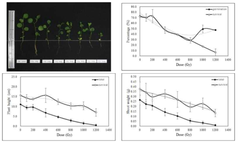 Radio-sensitivity of licorice to gamma-rays