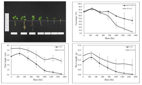 Radio-sensitivity of licorice to 100MeV proton ions