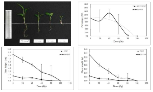 Radio-sensitivity of Japanese atractylodes to gamma-rays