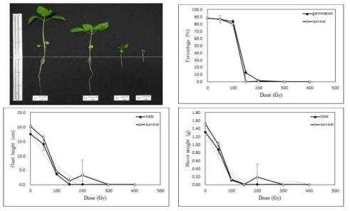 Radio-sensitivity of perilla to 100MeV proton ions