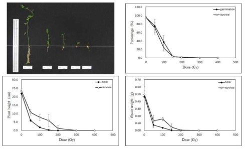 Radio-sensitivity of lentil to 100MeV proton ions