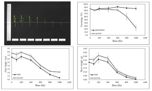 Radio-sensitivity of China pink to gamma-rays