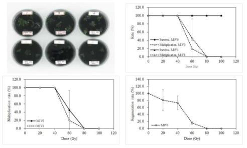 Radio-sensitivity of Cymbidium hybrid, RB003 to gamma-rays