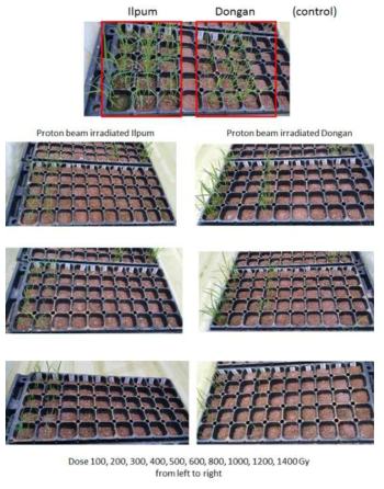 Preliminary growth test of 100 MeV proton beam irradiated rice seeds (cvs. Ilpum and Dongan). Irradiation was conducted on rice seeds. Left panel, Ilpum; Right Panel, Dongan