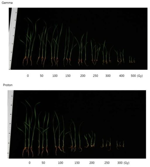 Growth of gamma and proton beam irradiated rice seeds (cv. Ilpum). The picture was taken four weeks after seeding