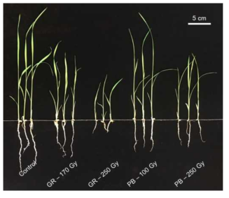 Early growth of gamma and proton beam irradiated rice seeds (cv. Samkwang) for generating mutant populations. The picture was taken two weeks after seeding