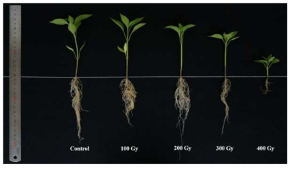 Response of Yuwolcho to proton beam irradiation. Images were taken 30 days after sowing