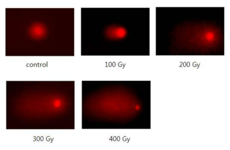 Results of comet assay for pepper seedlings irradiated by proton beams