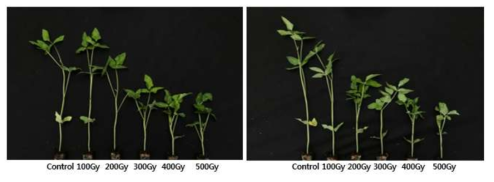 옥당종자의 각 선원별 조사선량에 따른 생육 변화. (좌:감마선, 우:양성자)