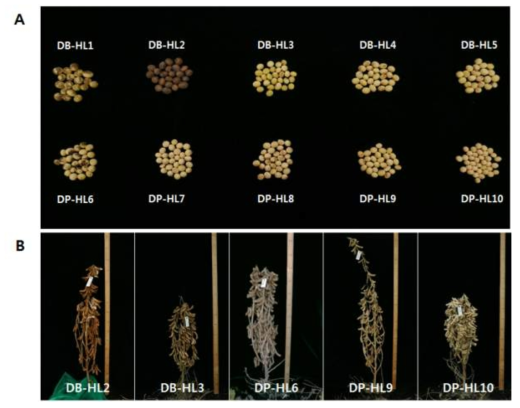 Morphological and agronomic characterization of selected high linolenic acid soybean mutants. A. seed morphological characteristic in 10 selected mutants, B. differential growth characteristic in selected mutants