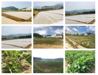 Experimental field for progress of soybean mutant generation in KAERI