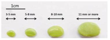 Sizes of soybean seeds at developmental stages 1-4, used for analysis of FAD gene expression by qRT-PCR