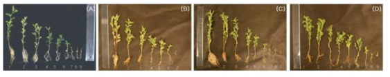 Whole plants of 4-week-old lentils after gamma-irradiation at different doses. A: L-C, B: L-2, C: L-8, D: L-9. The number (1–9) under the plants indicate doses irradiated