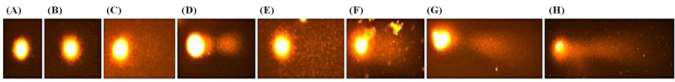 Comet assay images of nuclei of lentil after gamma- irradiation. A to H: four week after gamma-irradiation at doses of 0, 50, 70, 100, 200, 300, and 500 Gy, respectively