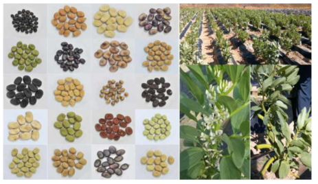 Various seeds, flowers and pods of Faba bean