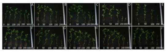 Whole plants of 4-week-old faba bean after gamma-irradiation at different doses. A: PI271634, B: PI469181, C: PI469201, D: PI510592, E: PI533727, F: PI533733, G: PI567891, H: PI577722-1, I: PI577722-2, J: PI577743