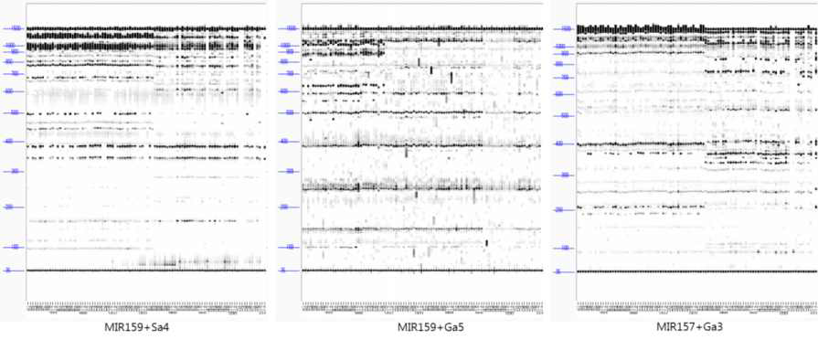 TRAP marker amplification patterns of 96 individuals (gamma-ray irradiated faba bean)