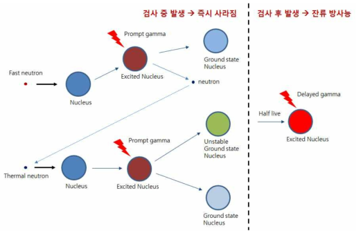 고속중성자에 의한 방사화 과정