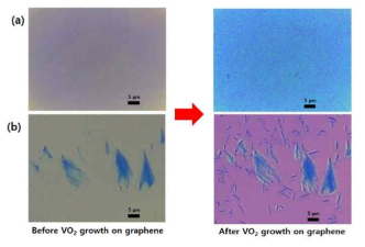 (a) CVD 그래핀 나노시트 위에 성장된 이산화바나듐 나노구조물의 성장 전후의 광학현미경 이미지, (b) HOPG에서 기계적으로 박리된 그래핀 나노시트 위에 성장된 이산화바나듐 나노구조물의 성장 전후의 광학현미경 이미지