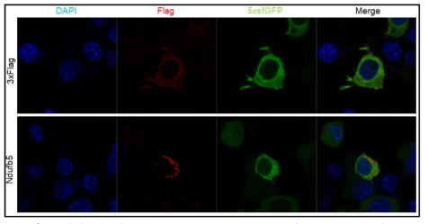 이미징을 이용한 P2A cleavage efficiency 확인. Ndufb5 발현