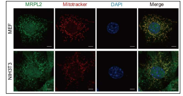 세포 내 MRPL2의 존재 확인. 세포 고정 후, MRPL2 항체로 면역 염색을 진행함. MEF: Mouse embryonic fibroblast, NIH3T3: Mouse fibroblast. 미토콘드리아 와 핵에서 MRPL2 발견