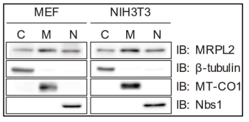 생화학적 방법을 이용하여 세포 소기관을 분리 한 후, western blot 으로 MRPL2 를 검출함. C: cytoplasm, M: Mitochondria, N: Nucleus. Markers: β-tubulin: cytoplasm maker; MT-CO1: mitochondria; Nbs1: nucleus