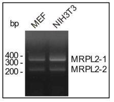 MRPL2 유전자가 두 종류의 transcripts 로 존재함을 RT-PCR로 확인
