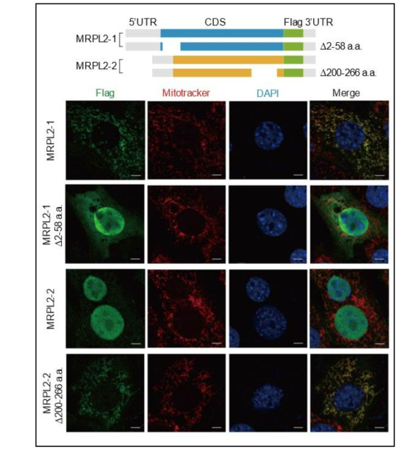 MRPL2-1 과 MRPL2-2 의 세포 내 위치를 확인. 세포내에서 endogenous 하게 존재하는 MRPL2들과 구별 하기 위해, 세포내에 발현 시킨 MRPL2 들은 3xFlag 으로 표식을 달아 Flag 항체로 검출함