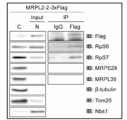 MRPL2-2-3xFlag 를 Neuro2A 세포에 발현 시킨 후, Flag 항체로 immunoprecipiation 실험을 진행함. Markers: C, cytoplasm; N, nucleus; RpS6, ribosome small subunit protein S6, RpS7; ribosome small subunit protein S7; MRPS2, mitochondrial ribosome small subunit protein S28; MRPL39, mitochondrial ribosome large subunit protein L39; β-tubulin, cytoplasm maker; Tom20, mitochondria marker; Nbs1, nucleus marker