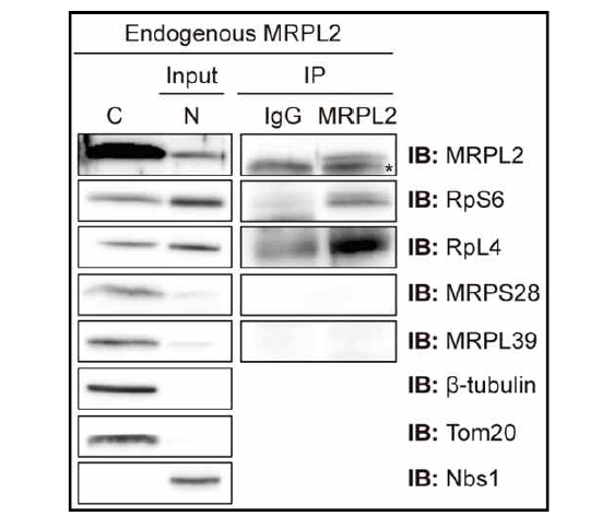 핵 내 존재하는 endogenous MRPL2-2 와 co-immunoprecitation 방법으로 결합하고 있는 단백질 확인. C: Cytoplasm; N: Nucleus. RpS6: ribosome small subunit protein S6; RpL4: ribosome large subunit protein L4; MRPS28: mitochondrial ribosome small subunit protein S28; MRPL39: mitochondrial ribosome large subunit protein L39. Markers: β-tubulin, cytoplasm; Tom20: mitochondria; Nbs1: nucleus