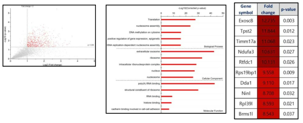 MRPL2 IP에서부터 정제된 mRNAs 의 sequencing 분석 결과. Fold change > 2, P2, P4 이상인 유전자를 대상으로 gene ontology 분석을 진행함 (Number of genes: 606). N=7. Fold change 가 높은 유전자들의 예시 list (right)