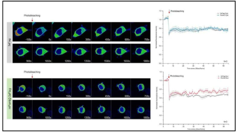 FRAP 을 이용한 핵 내 GFP signal 변화 측정. 세포 내 후보 유전자를 발현 시킨 후, 488nm 파장으로 GFP signal 을 40-50% bleaching 시키고 GFP signal 변화를 추적. N=3