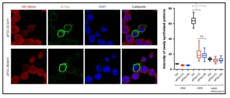 eIF3C dominant negative mutant 를 이용한 세포 내 번역 억제. Flag 표식이 달린 eIF3C mutant를 세포에 발현 시킨 후, FUNCAT 을 진행. 대조군으로 형광을 띄지 않는 Met을 사용하였으며, 세포 내 번역 억제제를 사용하여 새로운 단백질 합성을 억제하였음. AHA: Azidohomoalanine, Anisomycin: 번역 억제제. n.s.: Not significant, *p < 0.05
