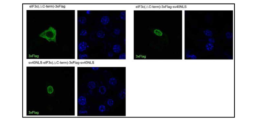 eIF3C mutant 에 nuclear leading sequence 를 단 후, 세포 내를 확인. eIF3C mutant 의 N-terminus 또는 C-terminus 에 nuclear leading sequence 부착. Flag 표식이 달린 eIF3C mutant 를 NIH3T3 세포에 발현 시킨 후, Flag 항체로 면역 염색을 하였음