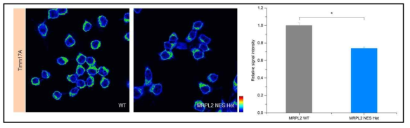 MPRL2-NES 유전자를 갖는 heterozygous cell line 에서 Timm17A 단백질 발현 정도 확인. Neuro2A 세포에 endogenous MRPL2-2의 3’-Termnial 부분에 NES sequence 를 CRISPR를 이용하여 부착시킴. Control 세포 와 heterozygous CRISPR cell line 을 Timm17A 항체로 면역 염색함. n.s.: not significant, *P < 0.05. 데이터는 평균값 ± SEM 으로 나타냄
