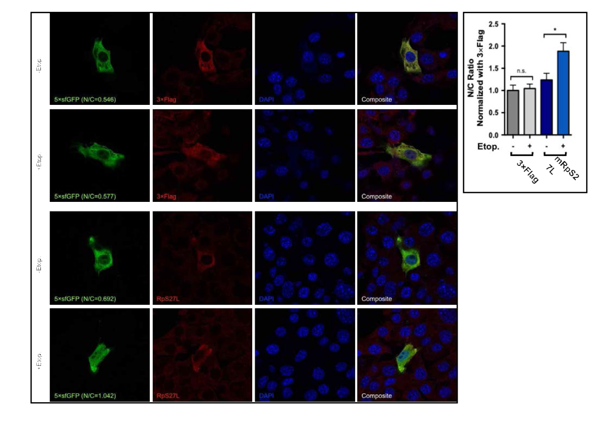 DNA damage 에 따른 핵 내 RpS27l 단백질 발현 측정. RpS27L-3xFlag-P2A-5xGFP vector 를 NIH3T3 세포에 발현 시킨 후, etoposide (10uM)를 2 시간 동안 처리함. Etoposide: DNA damage inducer. n.s.: not significant, *P < 0.05. 데이터는 평균값 ± SEM 으로 나타냄