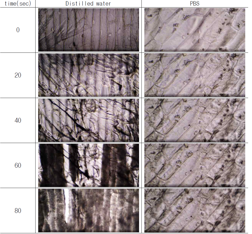 Photo of ice crystal growth of distilled water and PBS solution containing onion epithelial cells over time