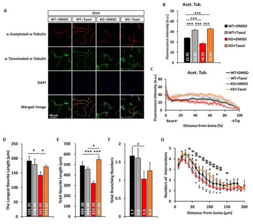 신경세포 특이적 βPix isoform KO mice의 해마 신경세포에서 미세소관의 안정화가 신경돌기의 구조 발달에 필수적임