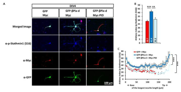 신경세포 특이적 βPix-d는 PAK1의 활성을 통해 Stathmin1 세린 16번 자리를 인산화시킴