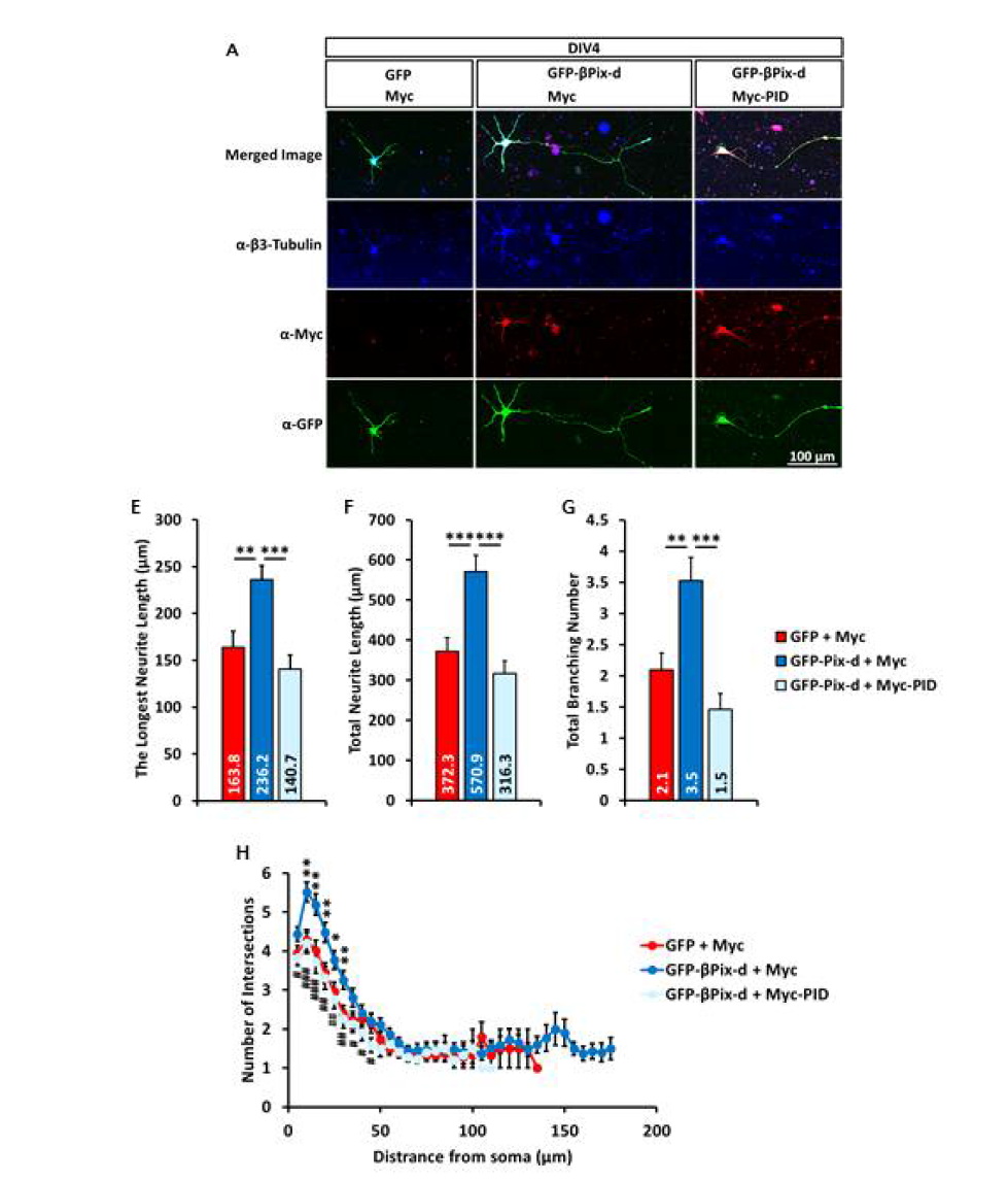 신경세포 특이적 βPix-d는 PAK1의 활성을 통해 신경돌기 구조에 영향을 미침