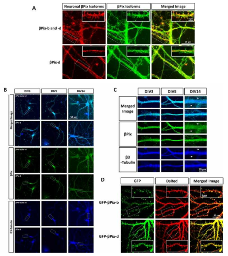 신경세포 발달과정 동안 신경세포 특이적 βPix isoform의 세포 내 위치. (그림 1C는 그림 1B의 점선 표시 부분을, 그림 1D의 오른쪽 사진은 같은 그림 내의 점선 표시 부분을 확대한 것임)