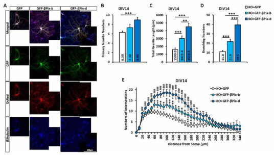 신경세포 특이적인 βPix-d는 해마 신경세포의 정상적인 신경돌기의 발달에 관여함