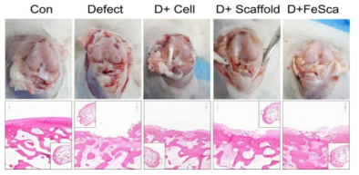 MNP 담지 세포 융합 마이크로 스캐폴드의 연골 재생 효과 (2주)