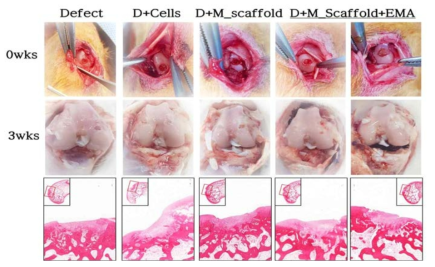 MNP 담지 세포 융합 마이크로 스캐폴드의 연골 재생 효과 (3주)