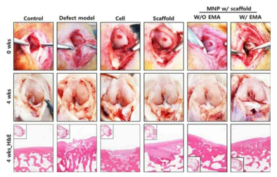 MNP 담지 세포 융합 마이크로 스캐폴드의 연골 재생 효과 (4주)